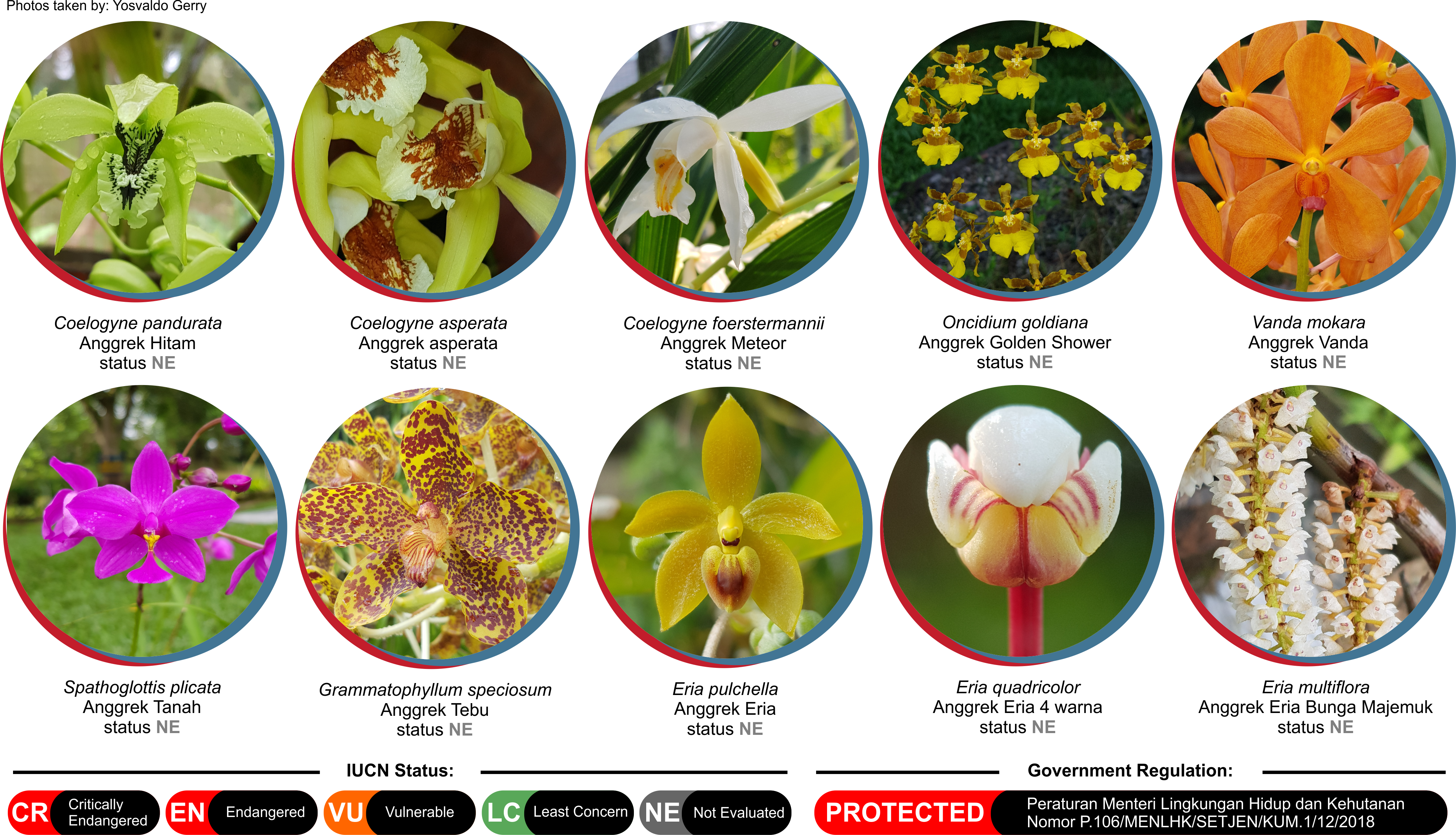 Orchid Collection Item 1
